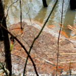 Забруднення відходами Орільської птахофабрики МХП в Єлизаветівці
